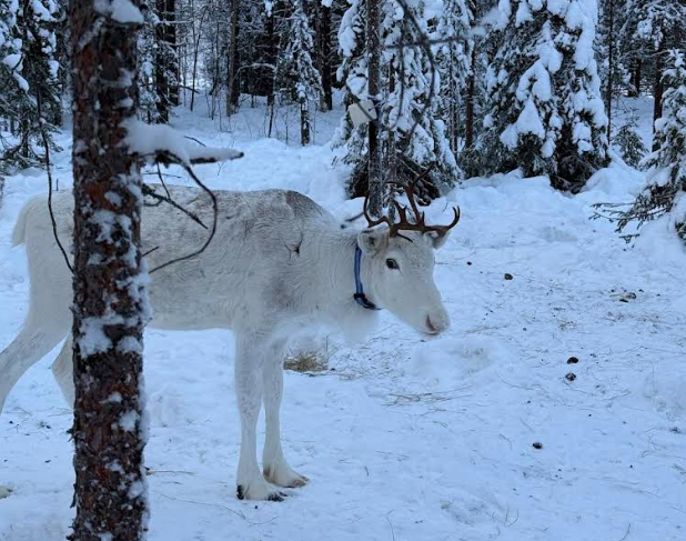Guest photo from NOA Villas